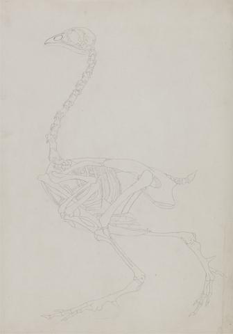 George Stubbs Fowl Skeleton, Lateral View
