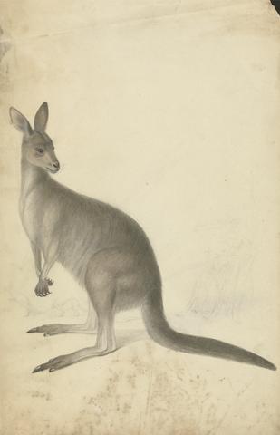 James Sowerby A Kangaroo with three kangaroos in the background
