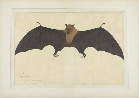 A Great Indian Fruit Bat or Flying Fox (Pteropus giganteus)