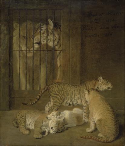 Jacques-Laurent Agasse Group of Whelps Bred between a Lion and a Tigress