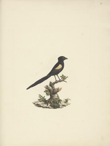 Luigi Balugani Euplectes axillaris (Fan-tailed widowbirds)