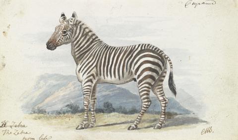 Charles Hamilton Smith The Zebra
