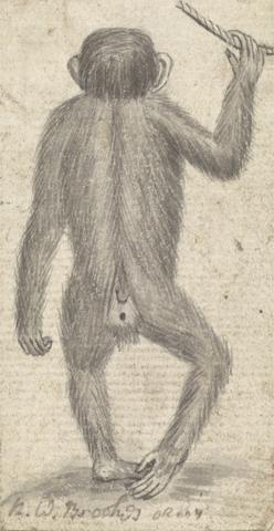 Richard Brookes Monkeys (one of three on one mount)
