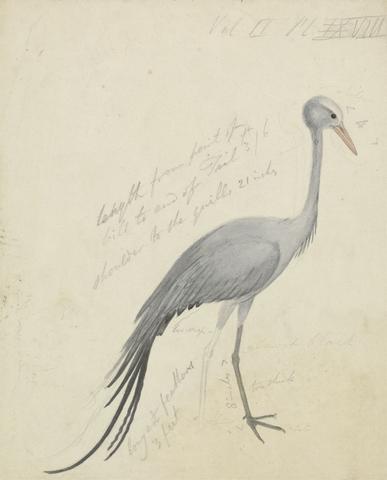 James de Carle Sowerby A Crane