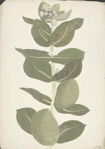James Bruce Calotropis procera (Ait.) Ait. f. (Apple of Sodom, Auricular Tree): finished drawing of flowering and fruiting plant