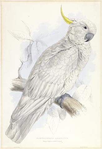 Edward Lear Plyctolophus Galeritus. Greater Sulphur-crested Cockatoo.