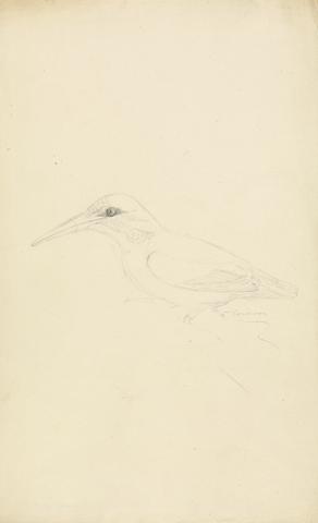James Sowerby A Kingfisher