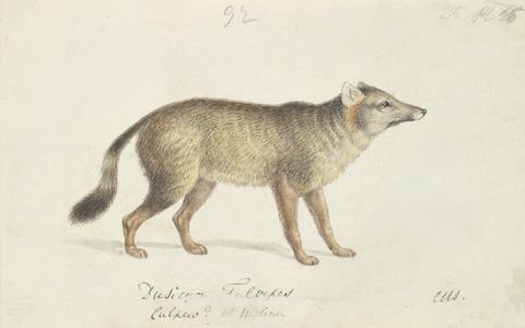 Charles Hamilton Smith Dun-Footed Aguara-Dog