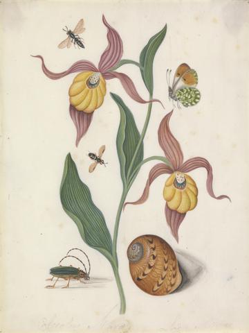Lady's slipper orchid (Cypripedium calceolus L.), with tiphiid wasp (Hymenoptera ?Tiphidae), Orange Tip (Anthocharis cardamines), soldier fly (Diptera ?Stratiomyidae), longhorned beetle (Chlorida festiva), and shell (Natica euzona Récluz 1844) from the natural history cabinet of Anna Blackburne.