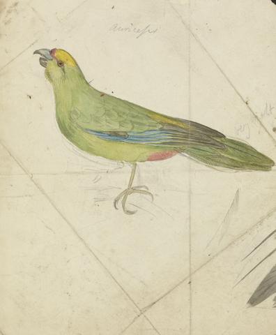 James de Carle Sowerby A Parrot