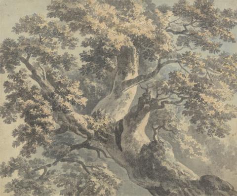 Paul Sandby RA Study of a Tree