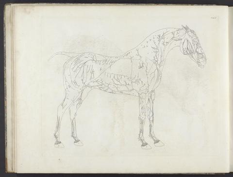 Stubbs, George, 1724-1806. The anatomy of the horse :