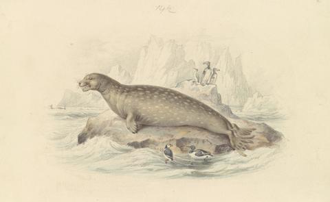 James Stewart The Leopard Seal