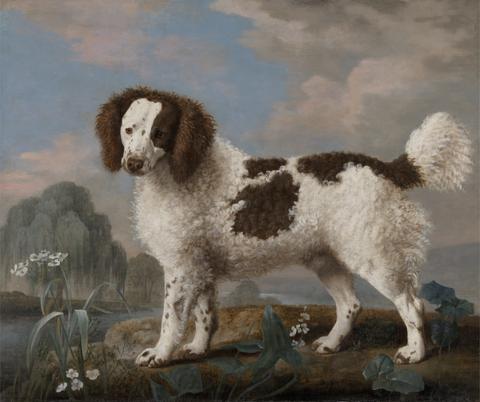 George Stubbs Brown and White Norfolk or Water Spaniel