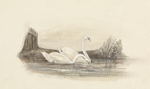 unknown artist Two Swans on a Lake