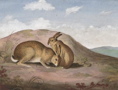 unknown artist Two Hares: On a Hillside