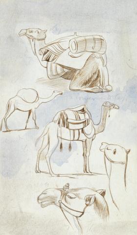 Edward Lear Sketch studies of camels