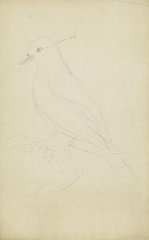 James Sowerby Common Blackbird