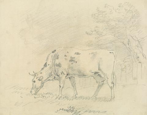 Sawrey Gilpin Cow Grazing