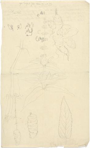 Luigi Balugani Coleus edulis (Ethiopian potato): outline sketches of flowering stem, tubers, details of leaf and flowers