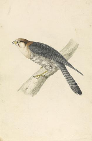 William Swainson Rufous Necked Falcon