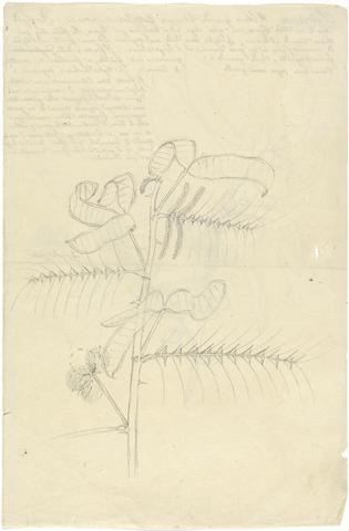 Luigi Balugani Mimosa Pigra; Selcienn (Dispyros abyssinica)