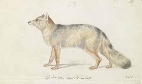 Charles Hamilton Smith Magellanic Aguara Fox: Cerdocyon Magellanicus
