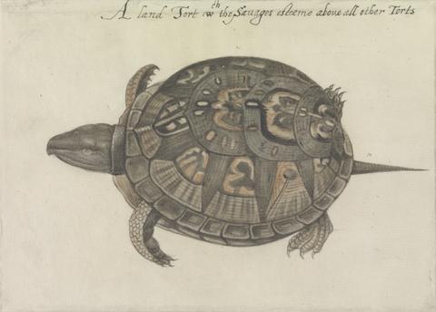 Mrs. P. D. H. Page Common Box Tortoise, After the Original by John White in the British Museum [Sir Walter Raleigh's Virginia, No. 104]