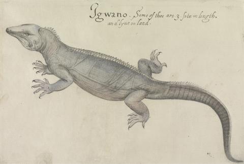 Mrs. P. D. H. Page Iguana, after the Original by John White in the British Museum [Caribbean and Oceanic, No. 9 A]
