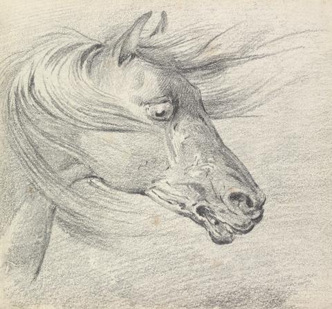 Henry Thomas Alken Head and Neck of a Horse in Fear or Exhaustion, Mane Swept Forwards, Profile Right