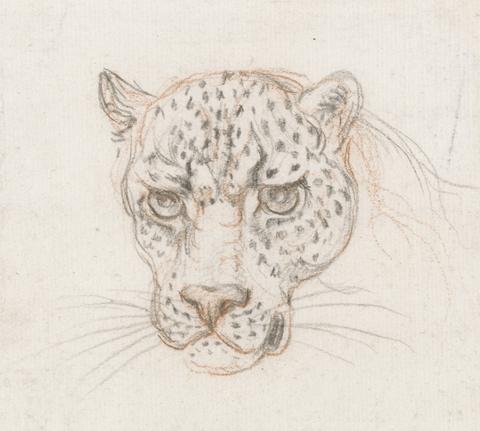 unknown artist Head of a Leopard