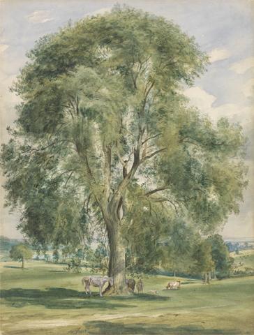 Lionel Constable A Large Tree in a Summer Landscape, a Horse Standing at the Base