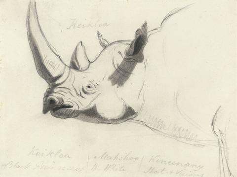 A Rhinoceros: Head and Shoulders, Facing Left