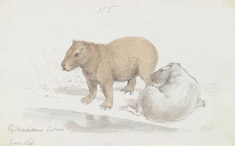 Charles Hamilton Smith The Capybara