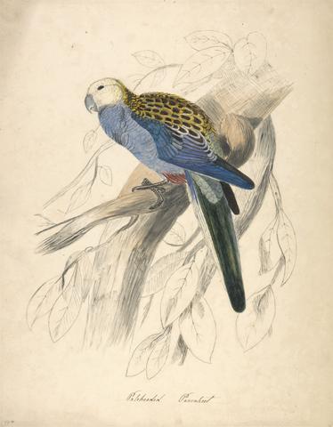 unknown artist Pale-headed Parakeet