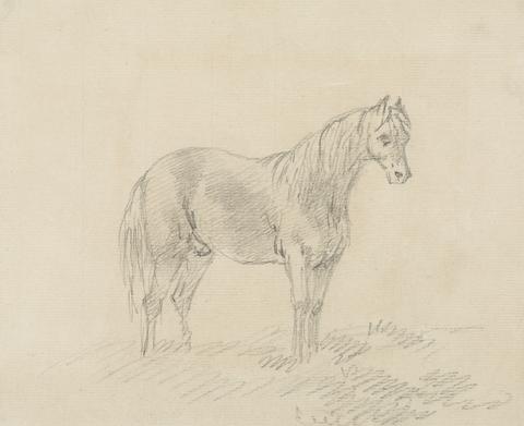 Male Horse