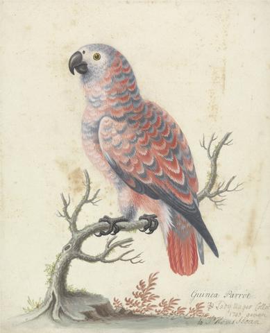George Edwards Guinea Parrot