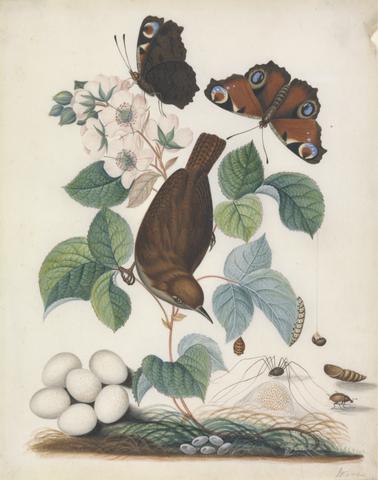 Bolton, James, active 1775-1795, artist. ?House wren (Troglodytes aedon) and eggs, with a specimen from the rose family (Rosaceae), Peacock butterflies (Nymphalis io), both closed and open, and butterfly chrysalis, larva caterpillar, daddy longlegs spider (Phalangida) egg case, and snout beetle, from the natural history cabinet of Anna Blackburne.