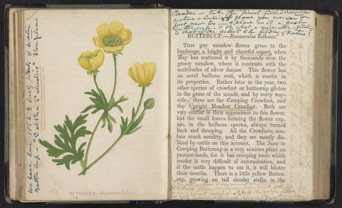 Pratt, Anne, 1806-1893. Wild flowers.