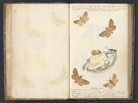  Album of drawings of English moths, butterflies, flowers, and mollusks.