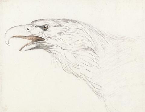 unknown artist Head of an Eagle, Facing Left