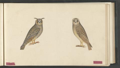  Album of watercolors of British birds.