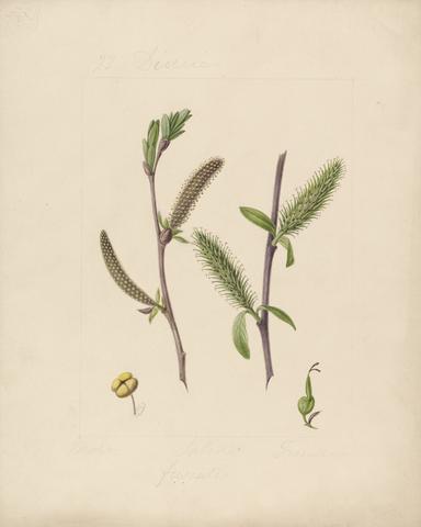 unknown artist Dioecici (botanical specimen)
