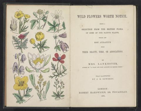 Lankester, Phebe, 1825-1900. Wild flowers worth notice :