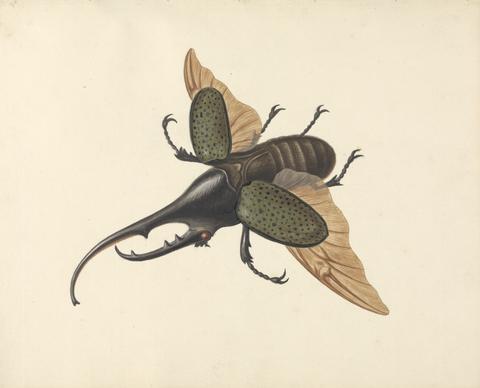 George Edwards Hercules Beetle