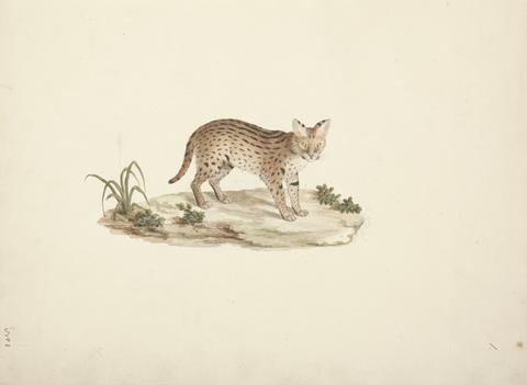 Luigi Balugani African Wildcat or Serval