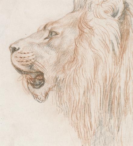 unknown artist Head of a Male Lion