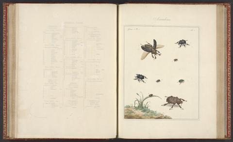 Martyn, Thomas, fl. 1760-1816. The English entomologist :