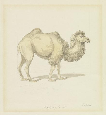 Samuel Howitt Russian Camel