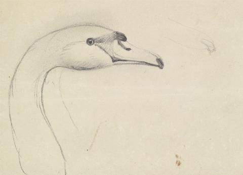 James Sowerby Head of a Swan